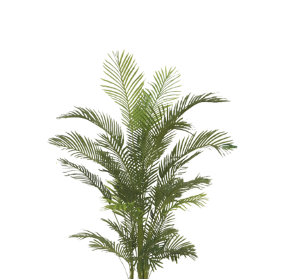 Palm Tree 210cm