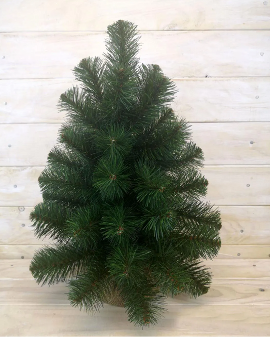 61cm Australiane Pine Tree in Burlap