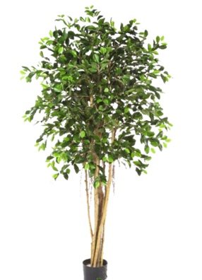 Standard Ficus Tree 180