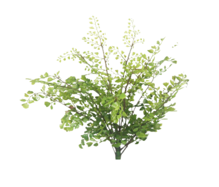 Tall Maidenhair Bush