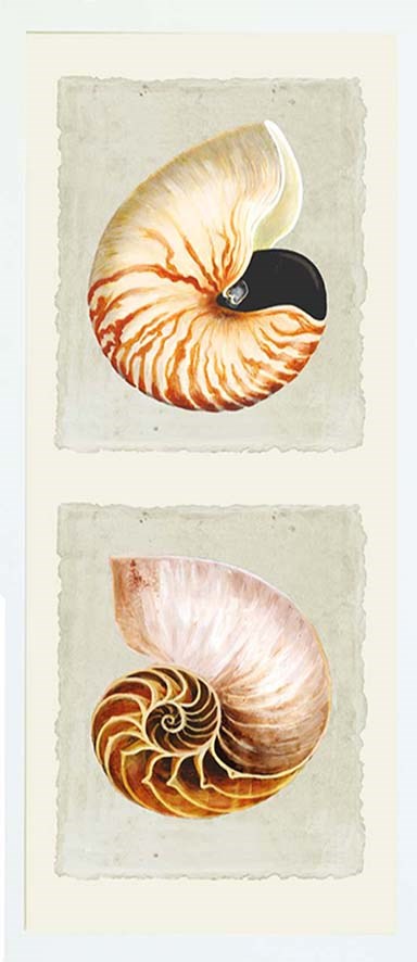 Nautilis Shells