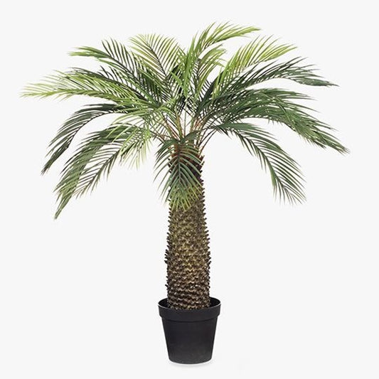 Palm Sago Plant Natural 155cm