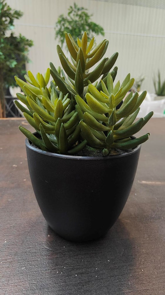 Potted Succulent C