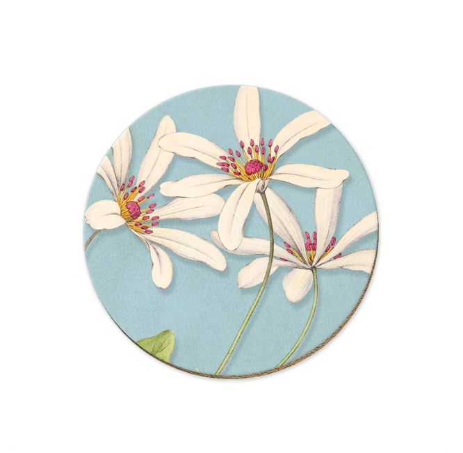 Clematis/Puawhanaga Coaster