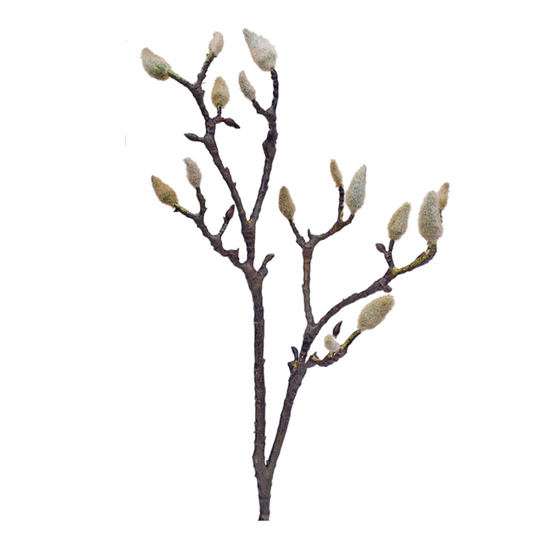 Early Magnolia Twig Medium