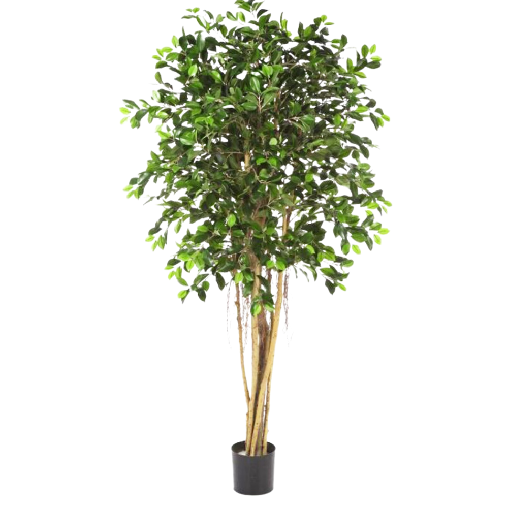 Standard Ficus Tree 180