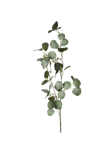 Tall Eucalyptus Brand with Seeds