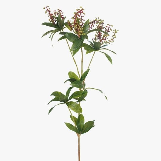 Pieris Japonica Spray Flame Green 62cm