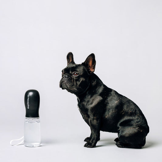 Thirsty Dog Bottle Black