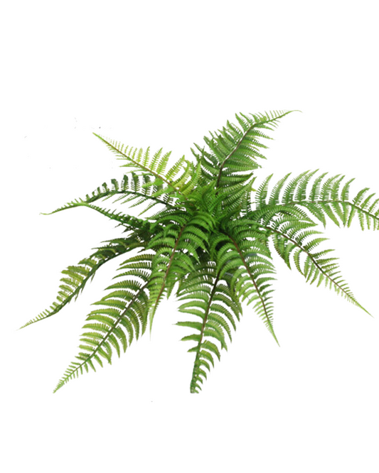 Large Native Fern with fronds
